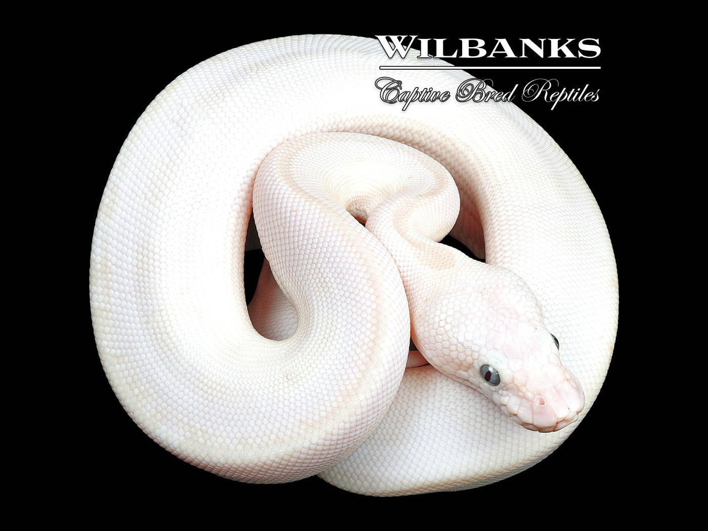 Blackhead White Diamond Blue Eyed Leucistic (Super Russo) Ball Python ♀ '24