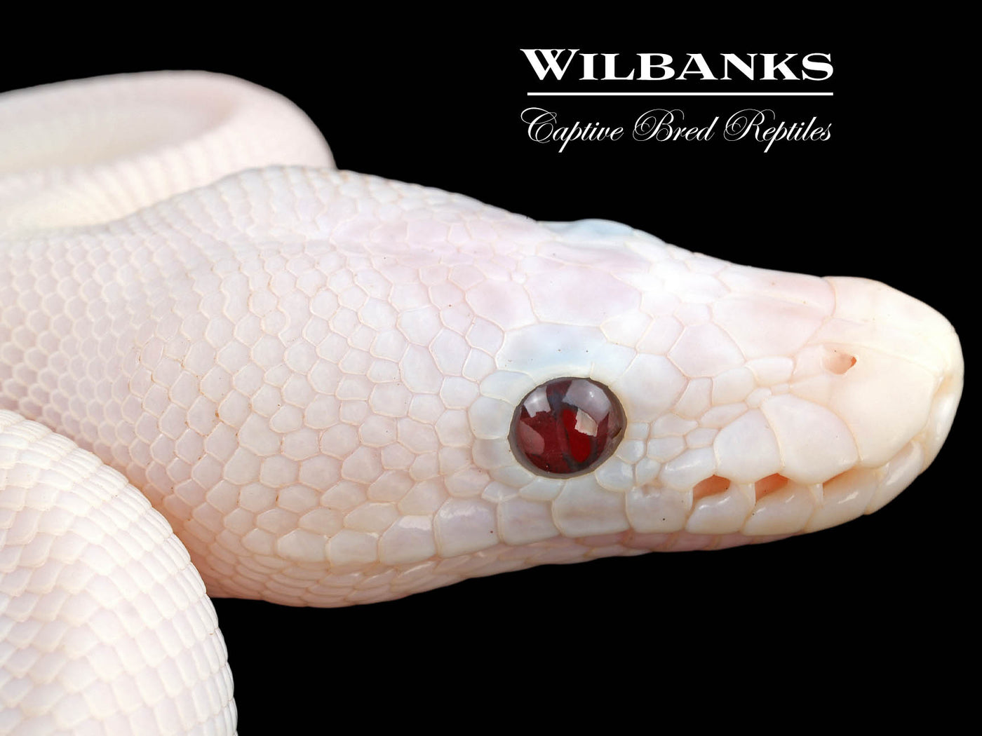 Banana Super Fire Ball Python ♂ '24