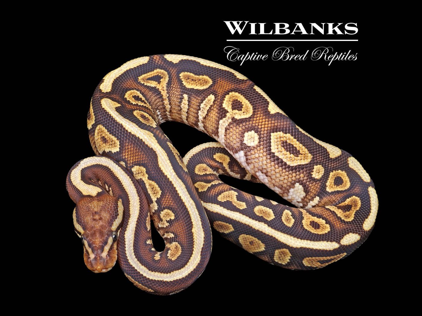 Mojave Spotnose Yellow Belly Ball Python ♀ '24