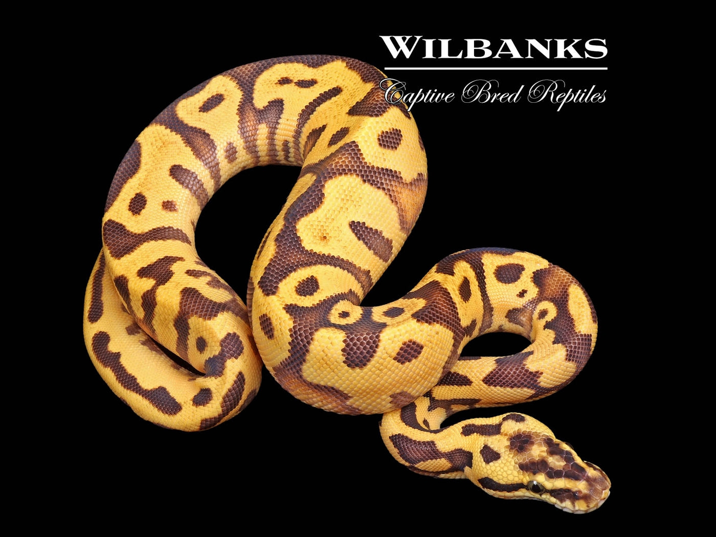 FireFly Enchi Leopard 100% Het. Clown Ball Python ♀ '24