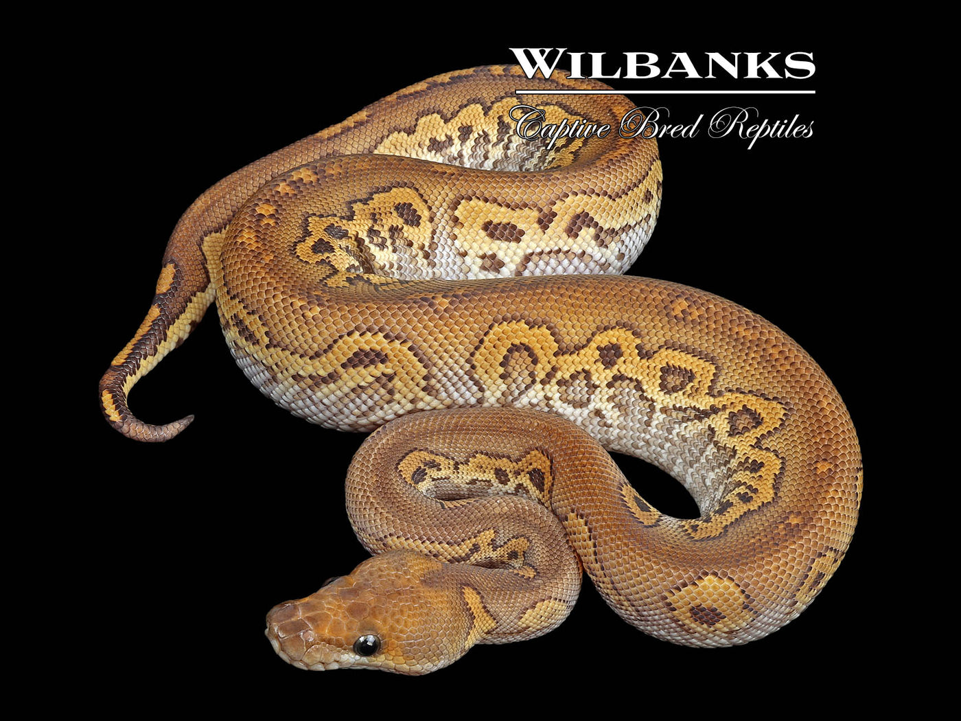 Red Stripe Blackhead Mojave Clown Ball Python ♂ '24