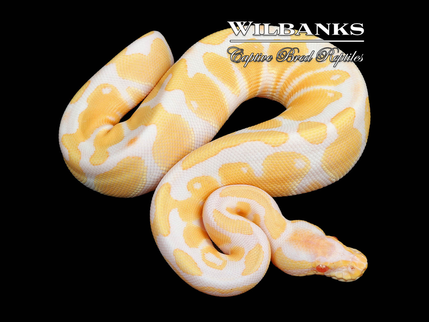 Albino Enchi Ball Python ♀ '24