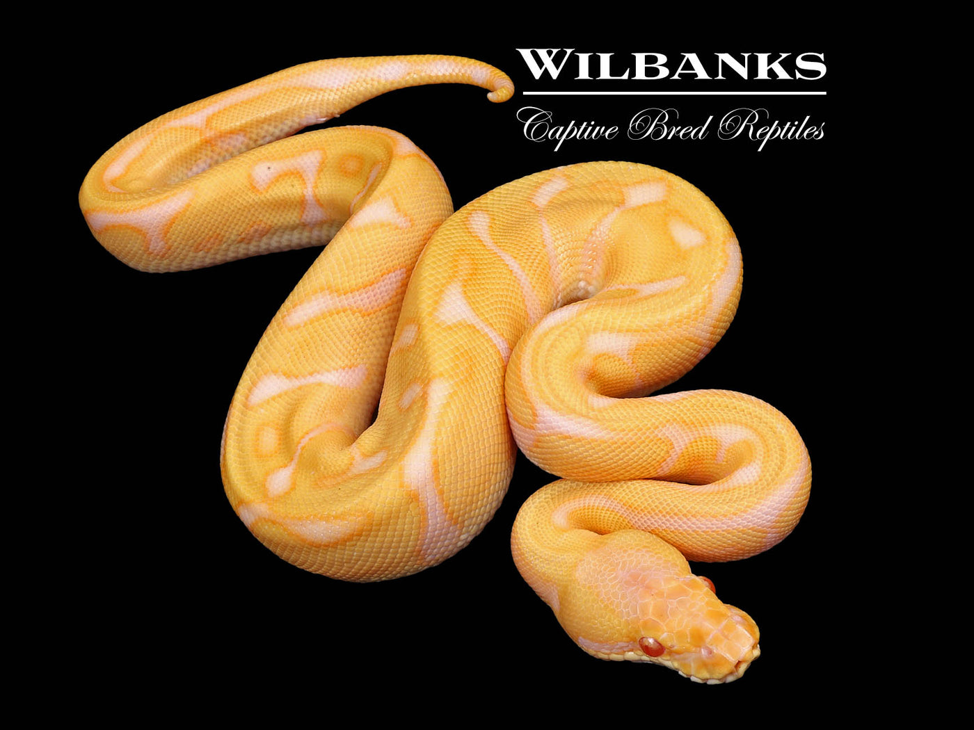 Albino Leopard Enchi Ball Python ♀ '24