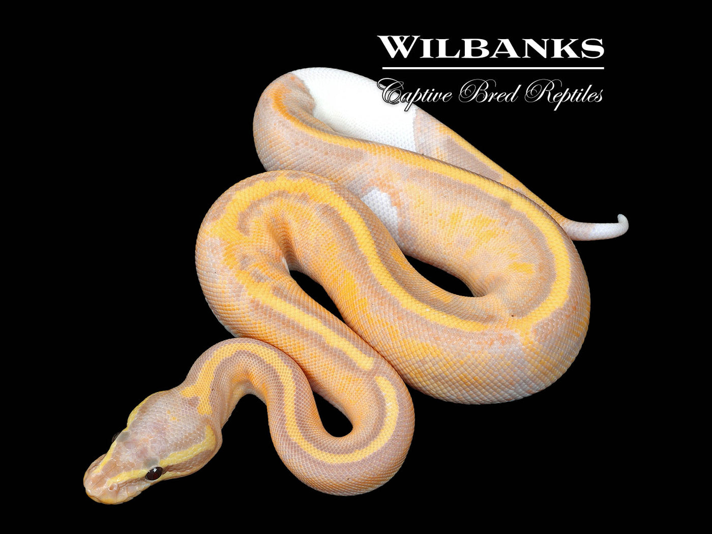 Banana Mahogany Pied Ball Python ♂ '25