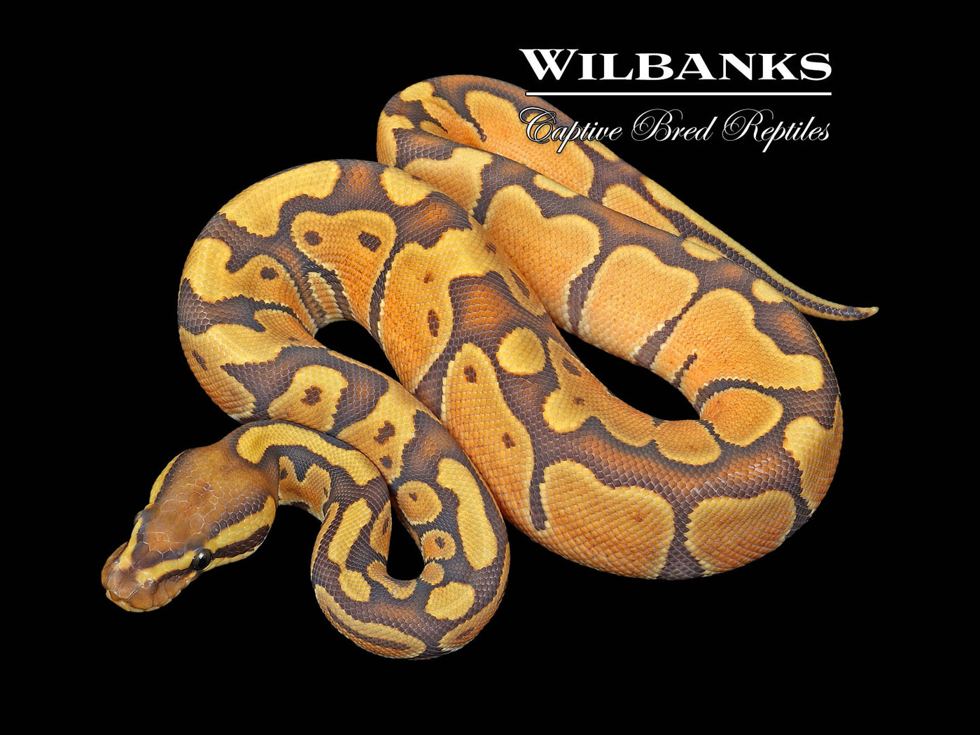 Hypo Enchi Ball Python ♂ '25