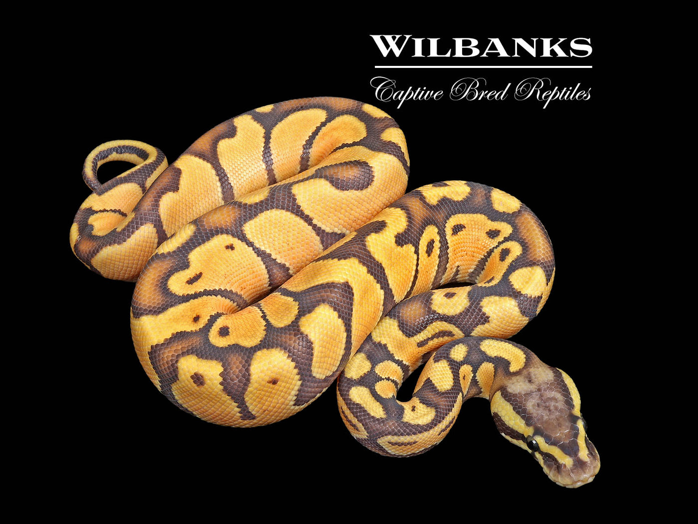Pastel Enchi Hypo Ball Python ♂ '25