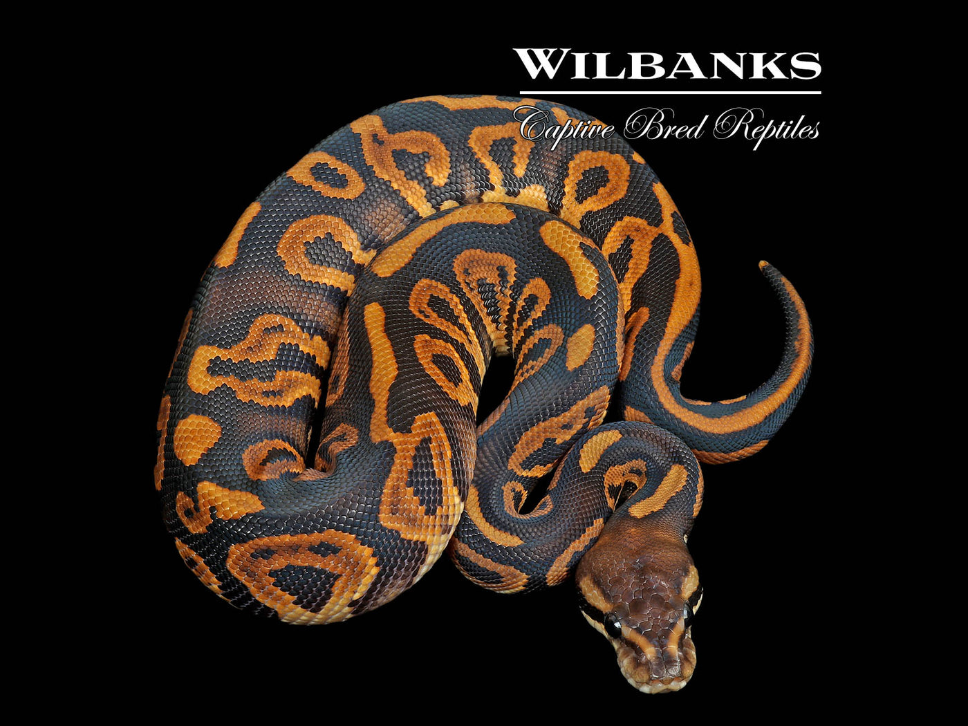 Leopard Black Pastel 100% Het. Albino Ball Python ♂ '25