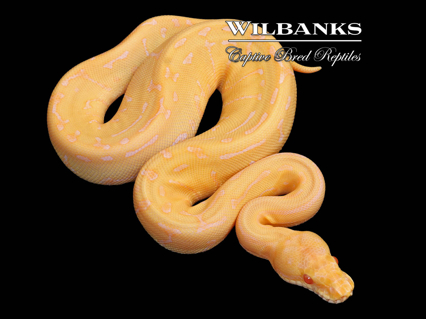 Albino Leopard Pinstripe Ball Python ♀ '25