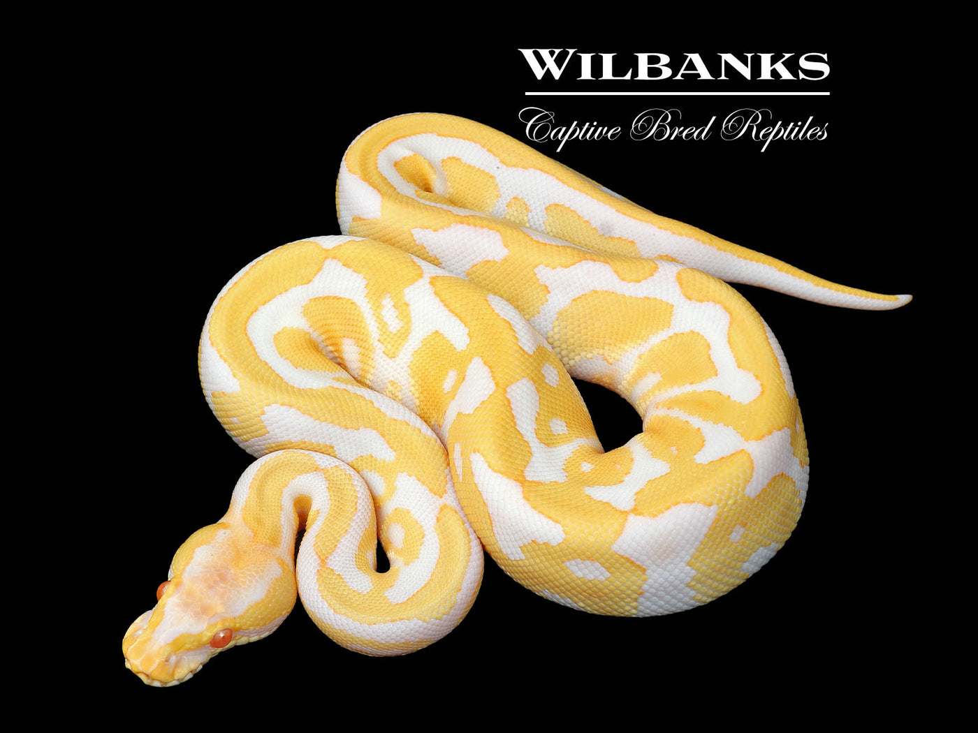 Albino Leopard Ball Python ♀ '25