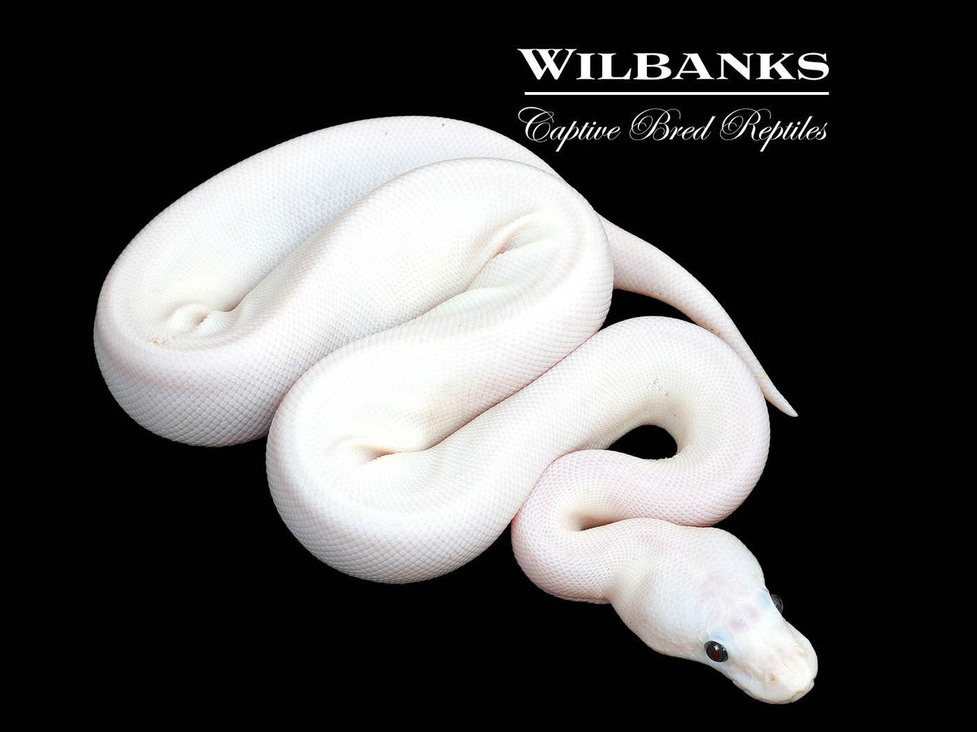 Super Fire Ball Python ♀ '25