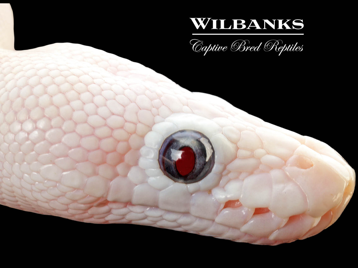 Blue Eyed Leucistic (Mojave Butter) Ball Python ♀ '25