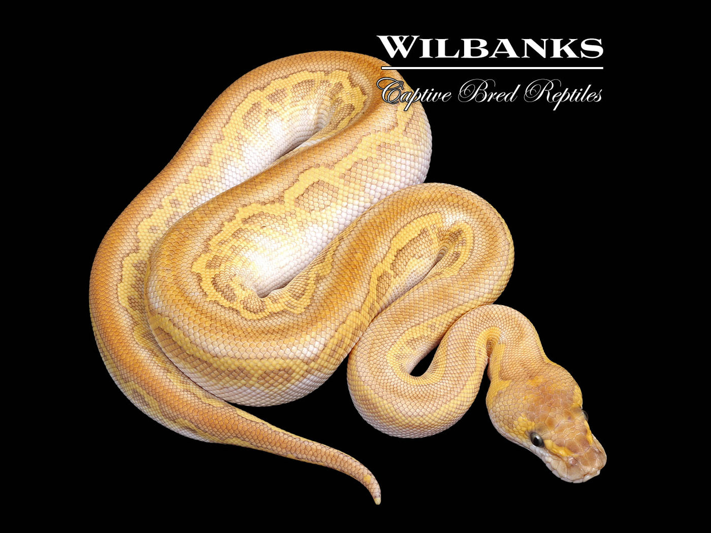 Blackhead Butter Clown Ball Python  ♂ '25