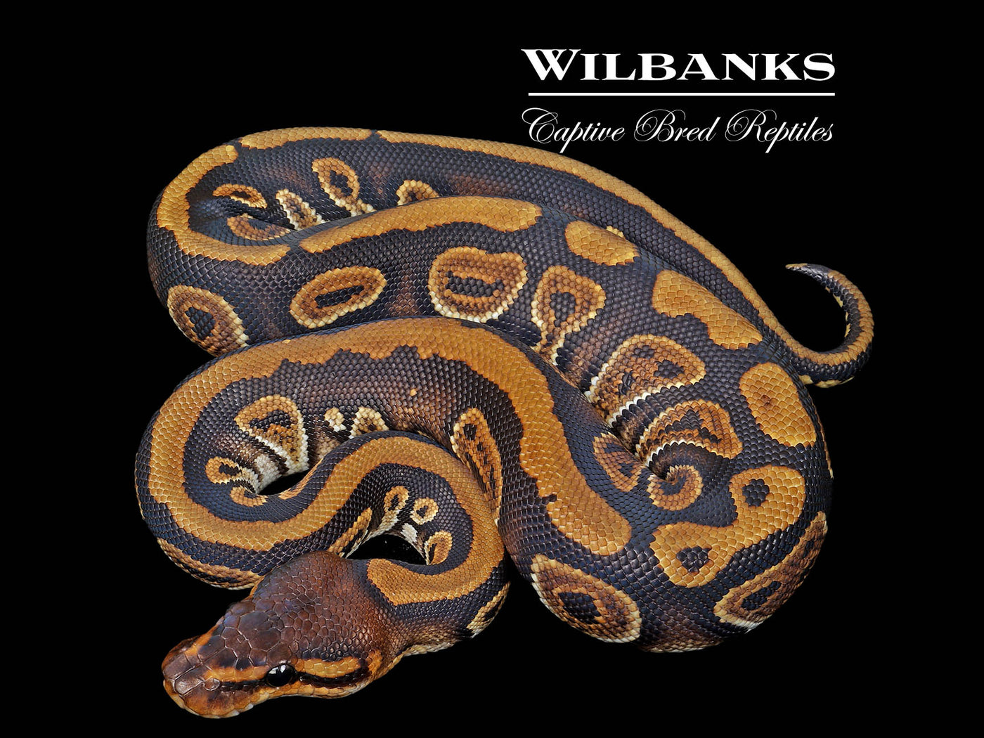 Mahogany 100% Het. Clown Ball Python ♀ '25
