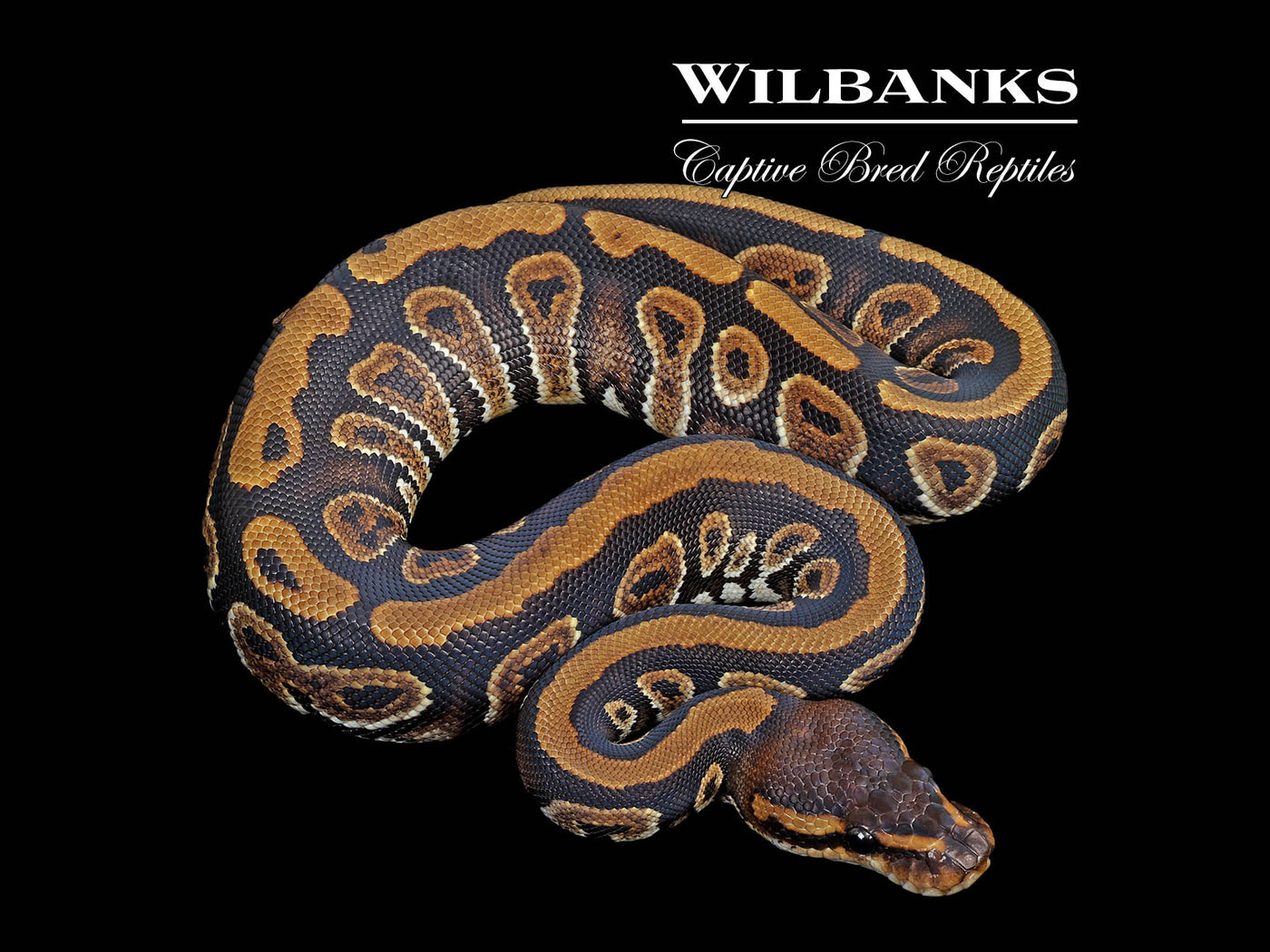 Mahogany 100% Het. Clown Ball Python ♀ '25