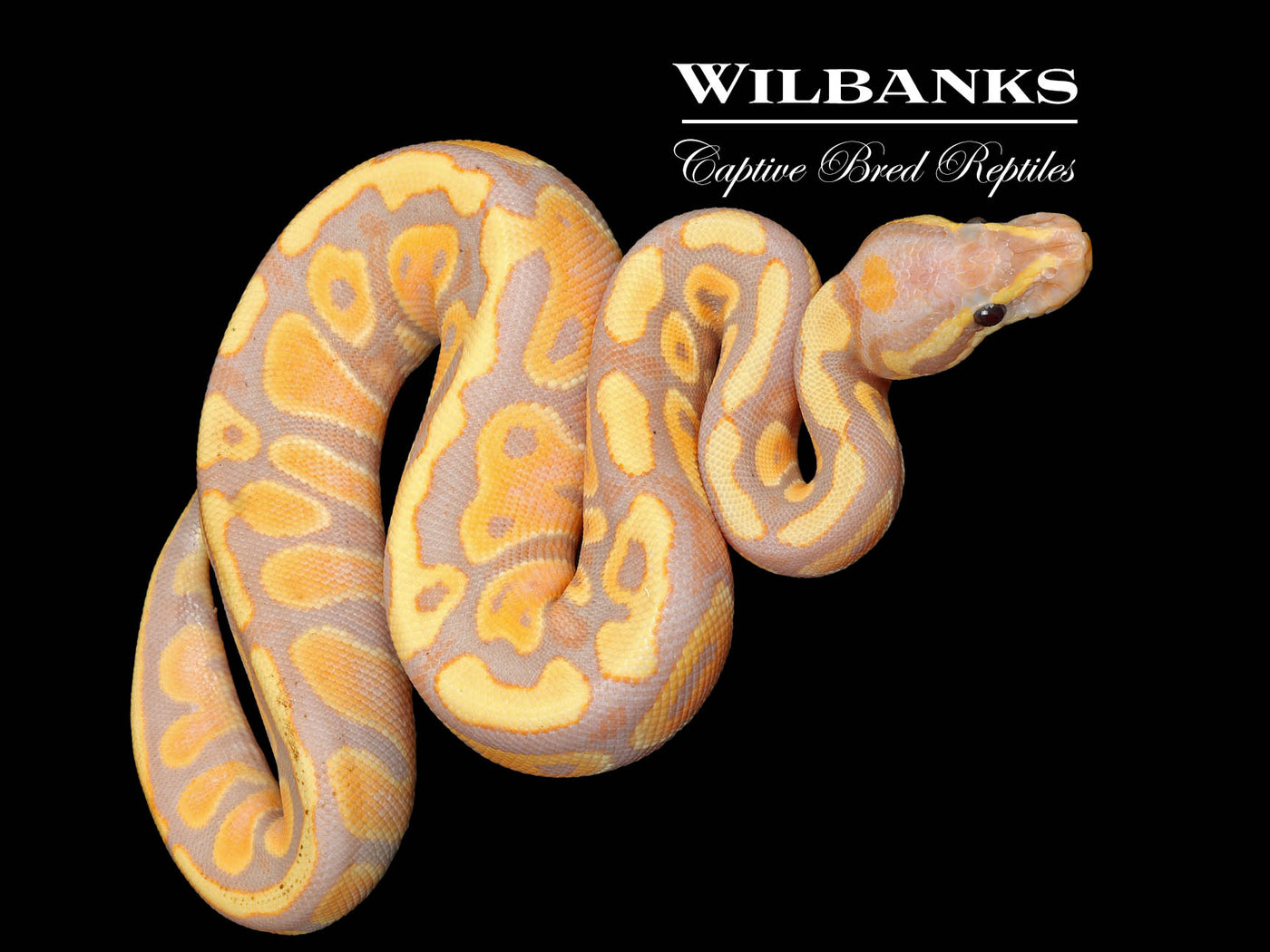 Banana 100% Het. Clown Ball Python ♀ '25