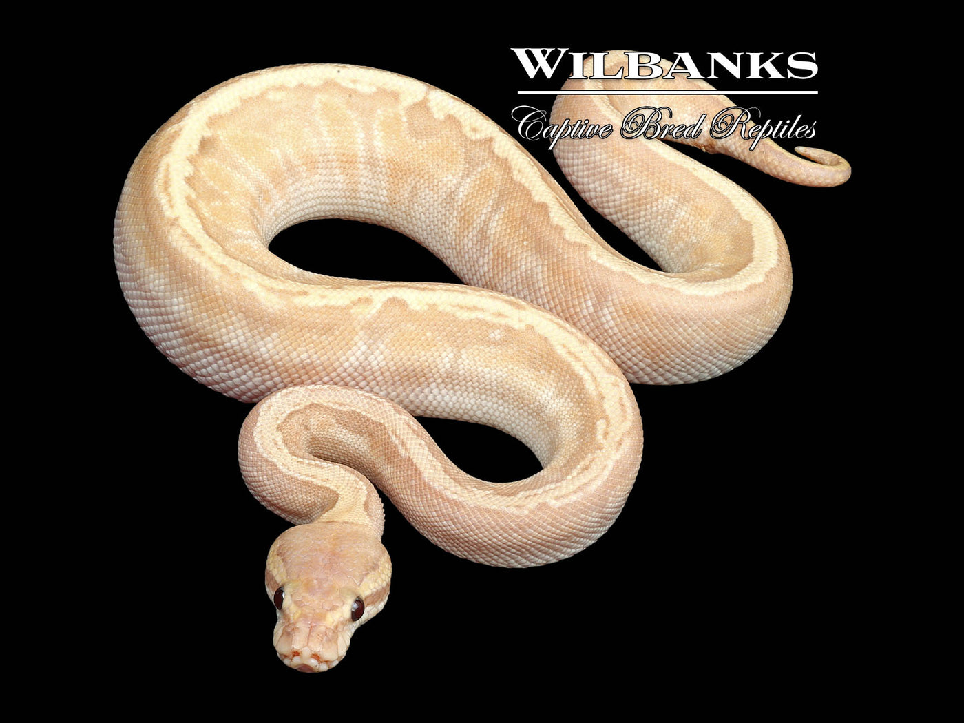 Banana Mojave GHI Pinstripe Ball Python ♂ '24