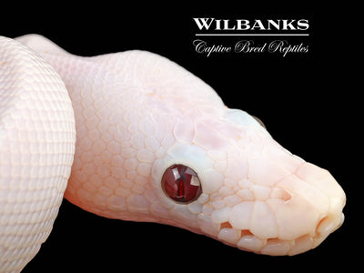 Banana Super Fire Ball Python ♂ '24