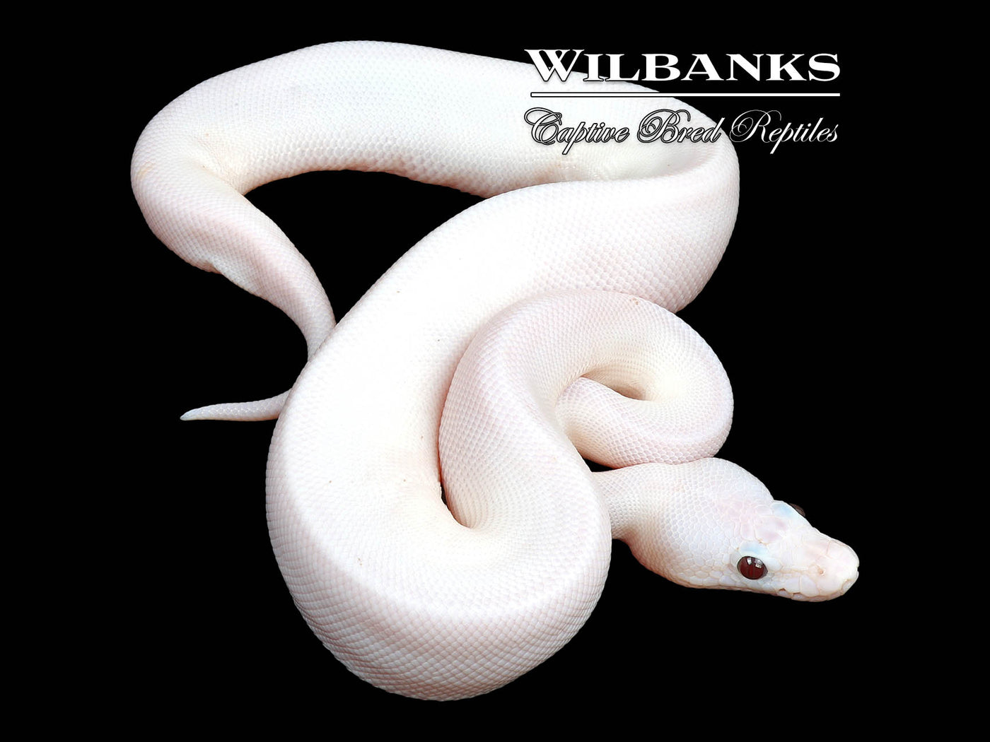 Banana Super Fire Ball Python ♂ '24