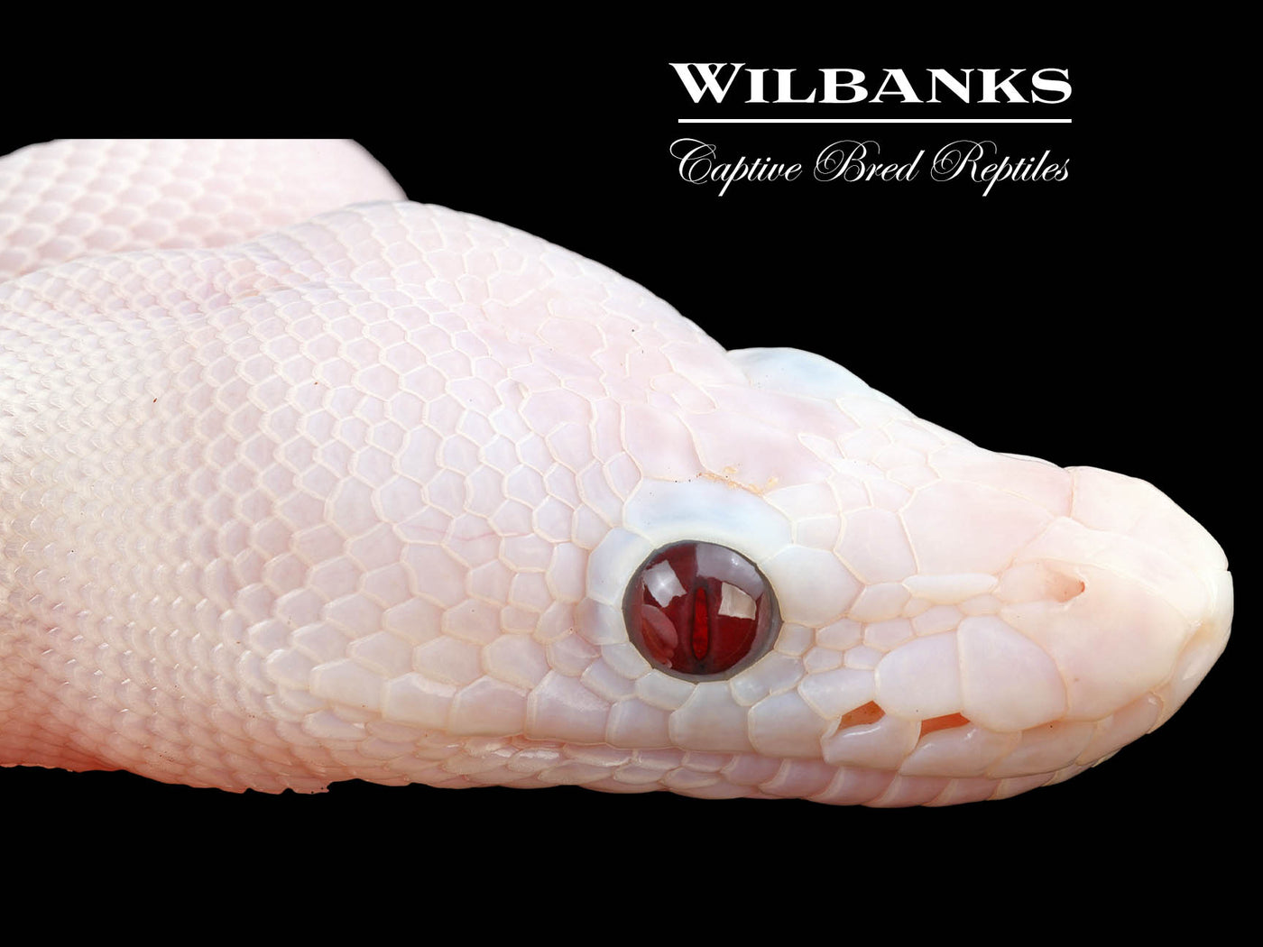 Banana Super Fire Ball Python ♂ '24