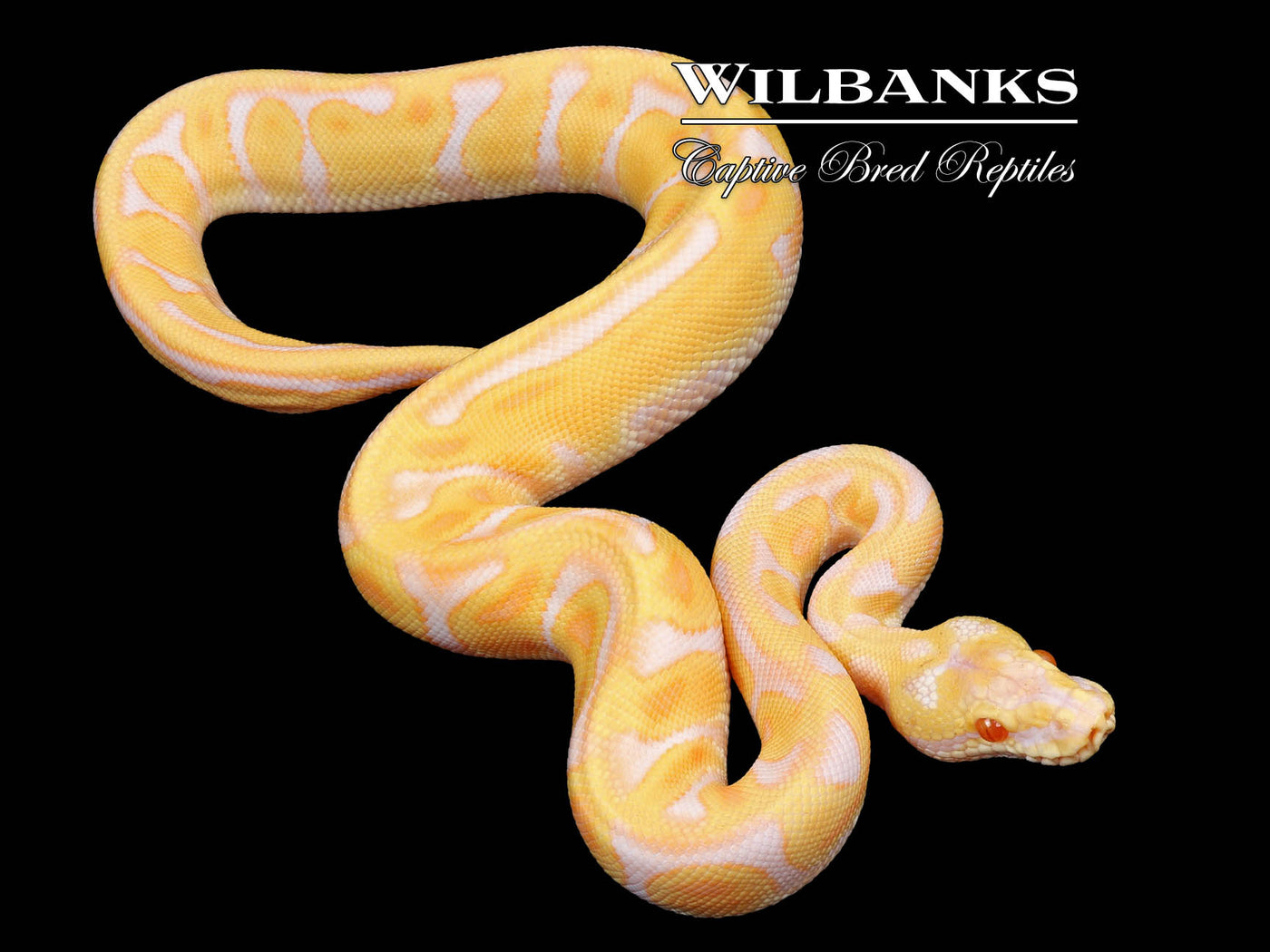 GHI Albino Pastel Enchi Leopard Ball Python ♂ '24