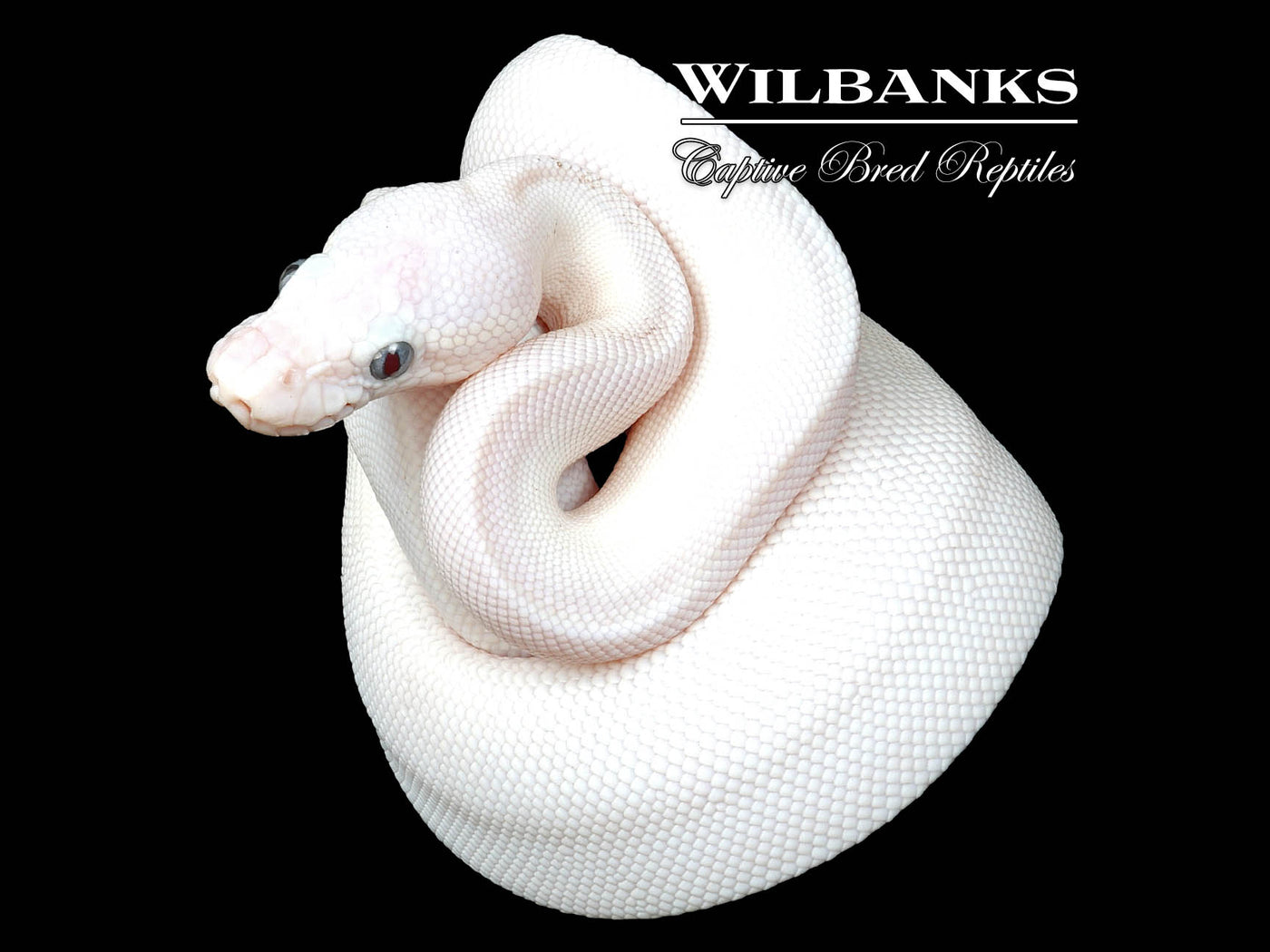 Blue Eyed Leucistic (Mojave Butter) Ball Python ♀ '24