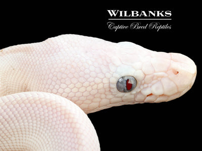 Blue Eyed Leucistic (Mojave Butter) Ball Python ♀ '24