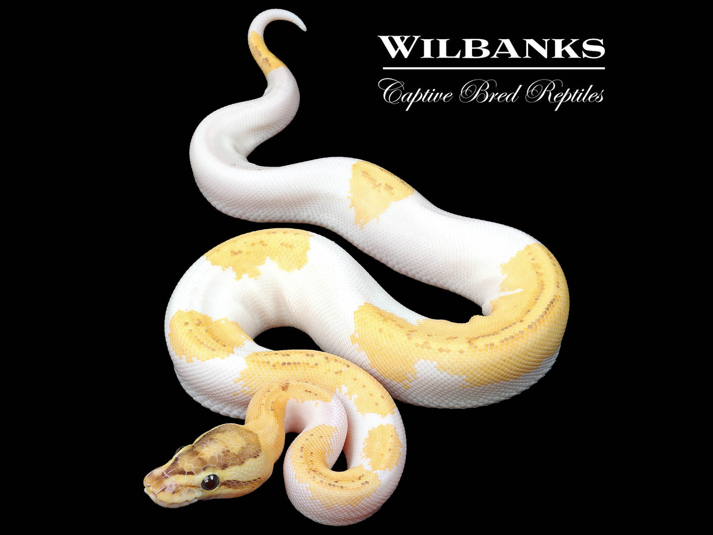 Puma Pied Ball Python ♀ '24