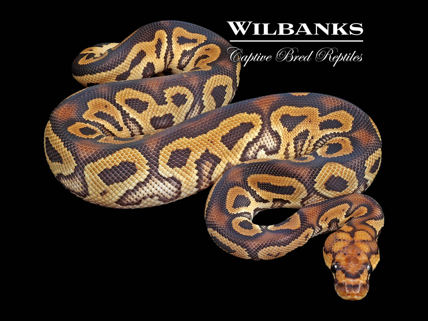 Clown 100% Het. Pied Ball Python ♂ '24