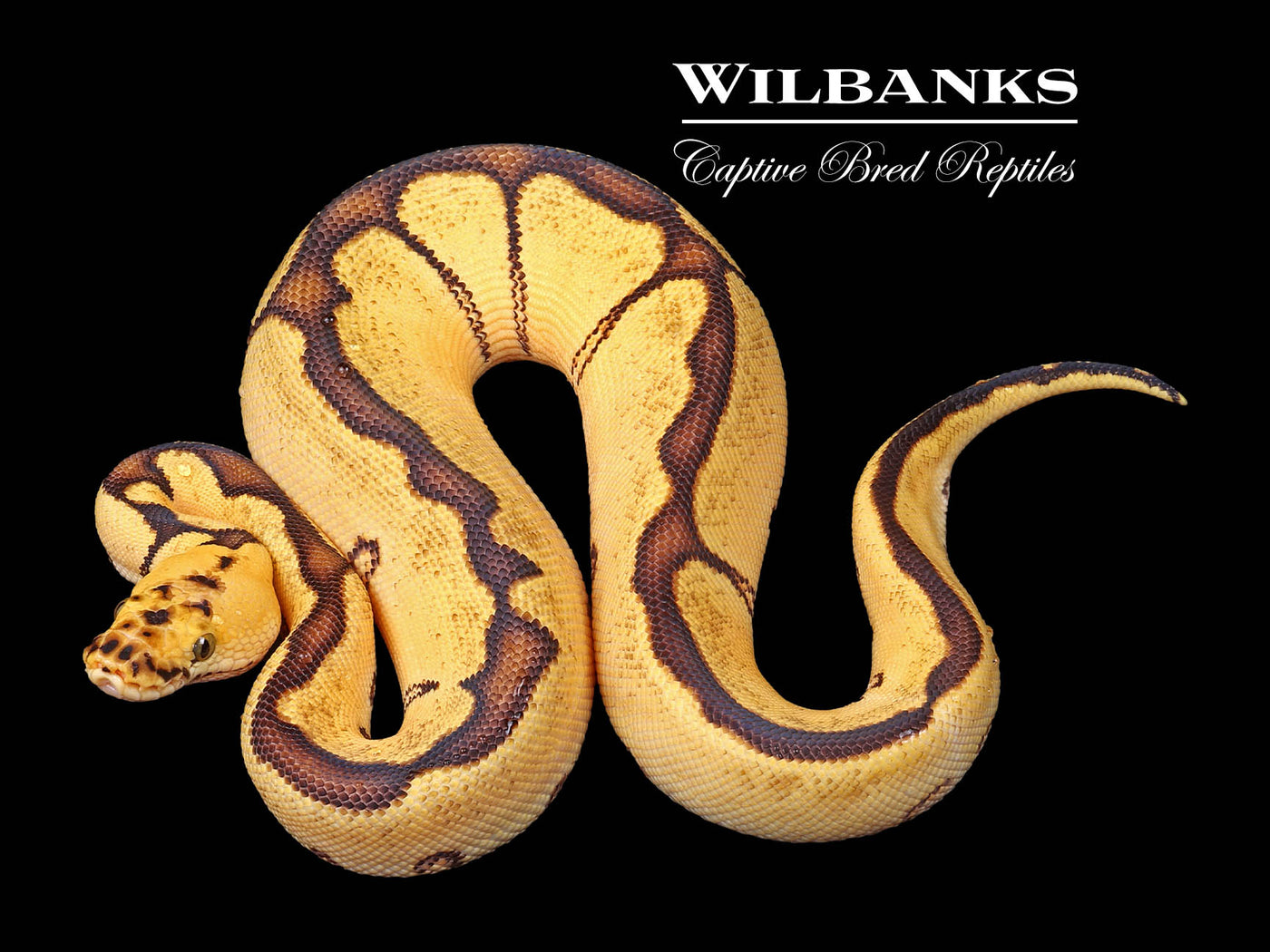 Pastel Leopard Enchi Clown Ball Python ♀ '24