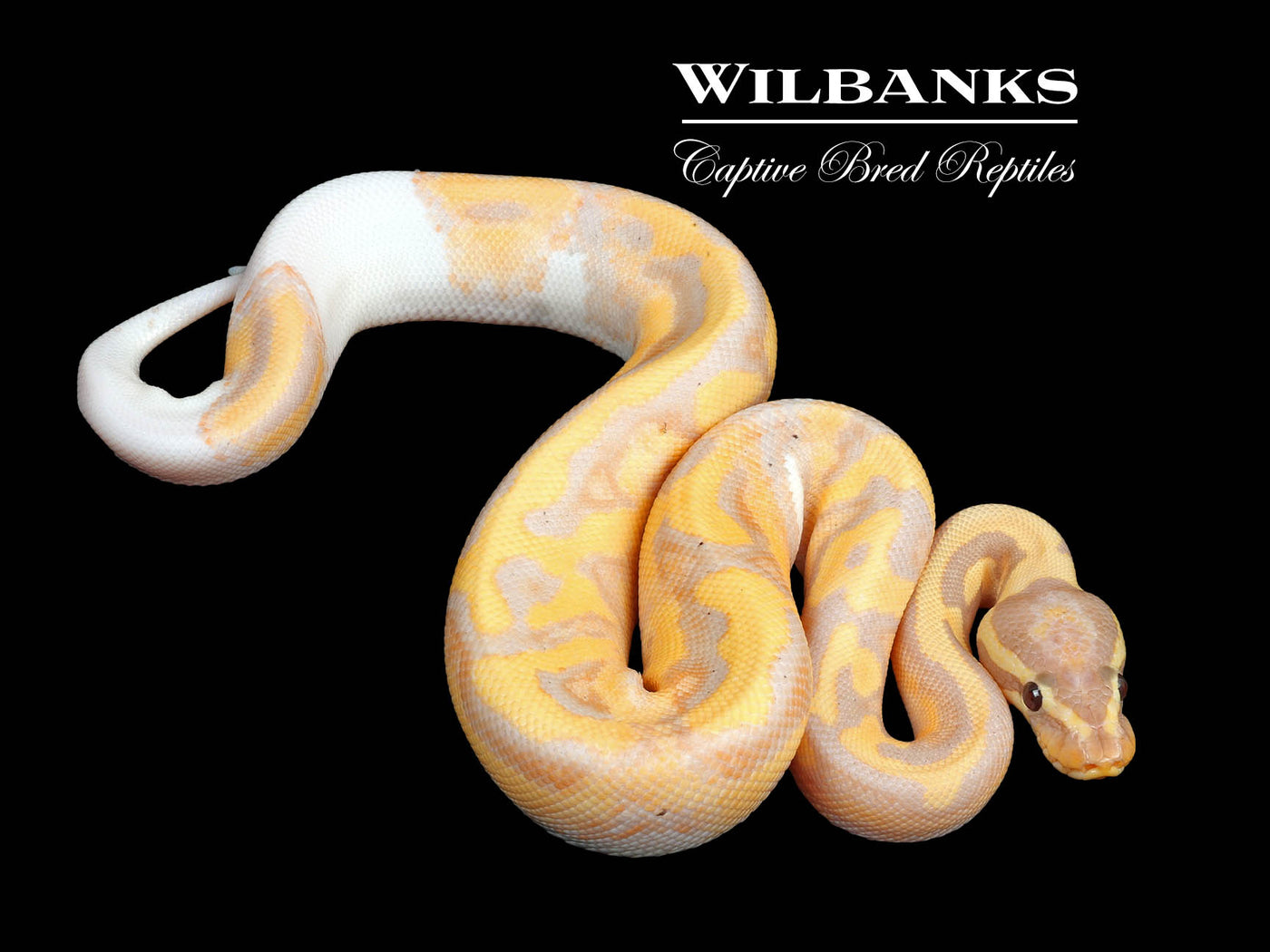 Banana Pied Ball Python ♂ '24