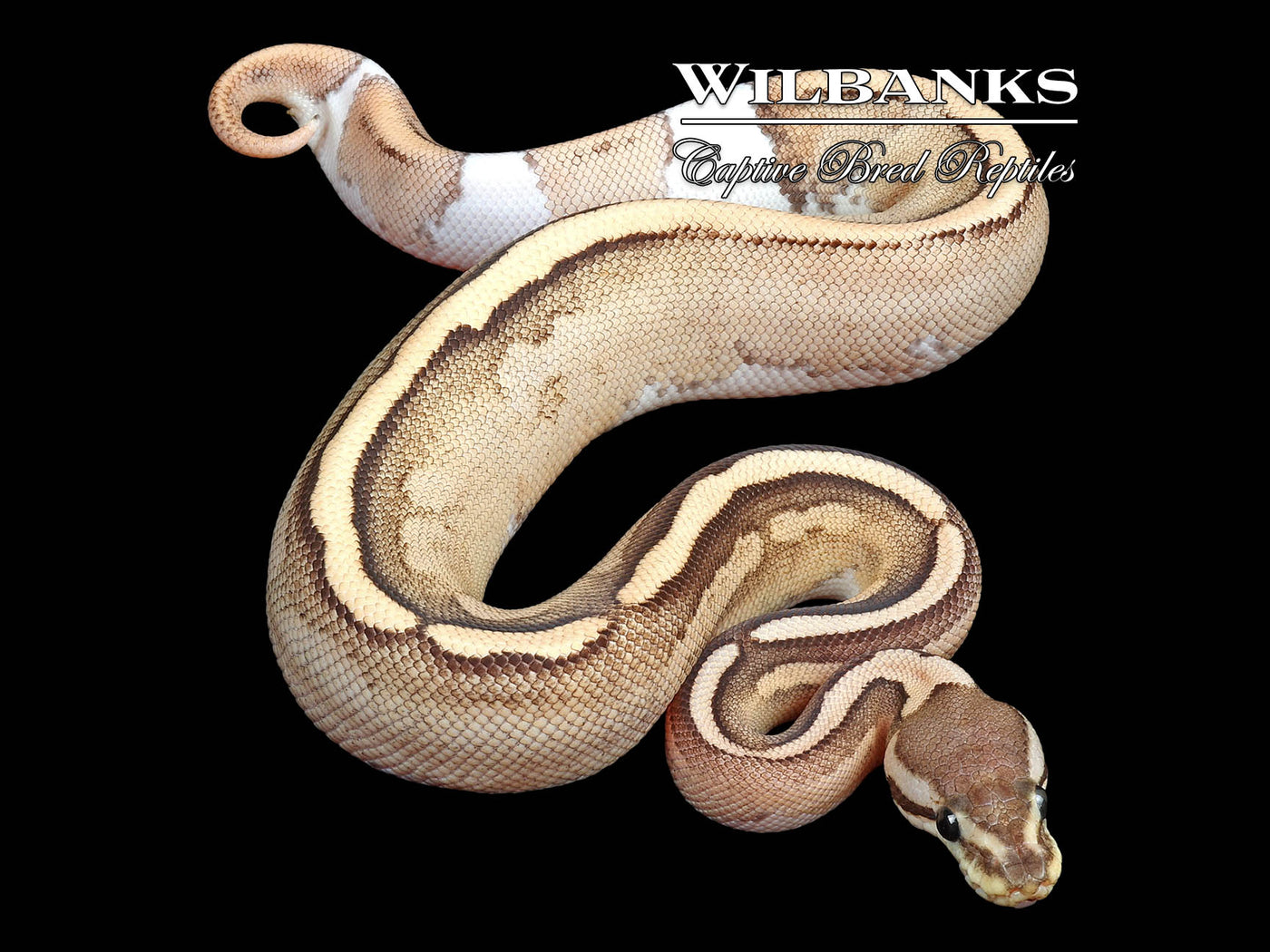 Fire Sugar Cinnamon Yellow Belly Ball Python ♀ '24