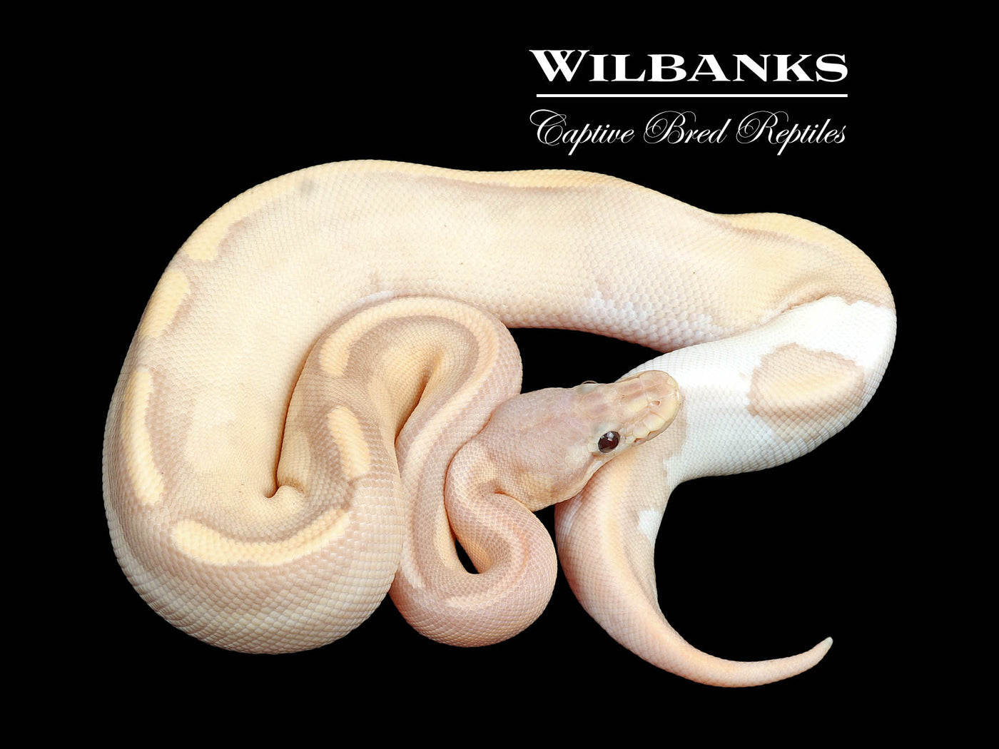 Banana Fire Sugar Cinnamon Yellow Belly Ball Python ♀ '24