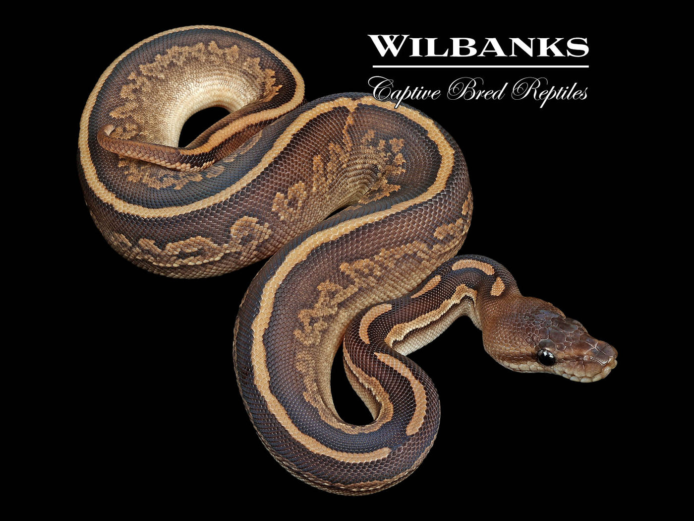 Cinnamon Mahogany Mojave Ball Python ♀ '24