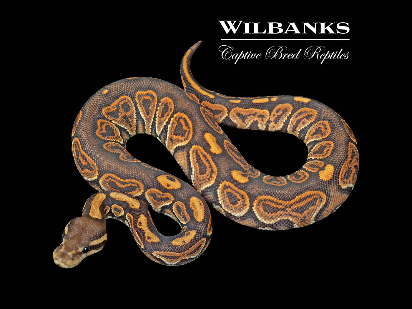 Orange Crush Black Pastel Ball Python ♂ '25