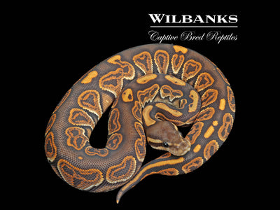 Orange Crush Black Pastel Ball Python ♂ '25