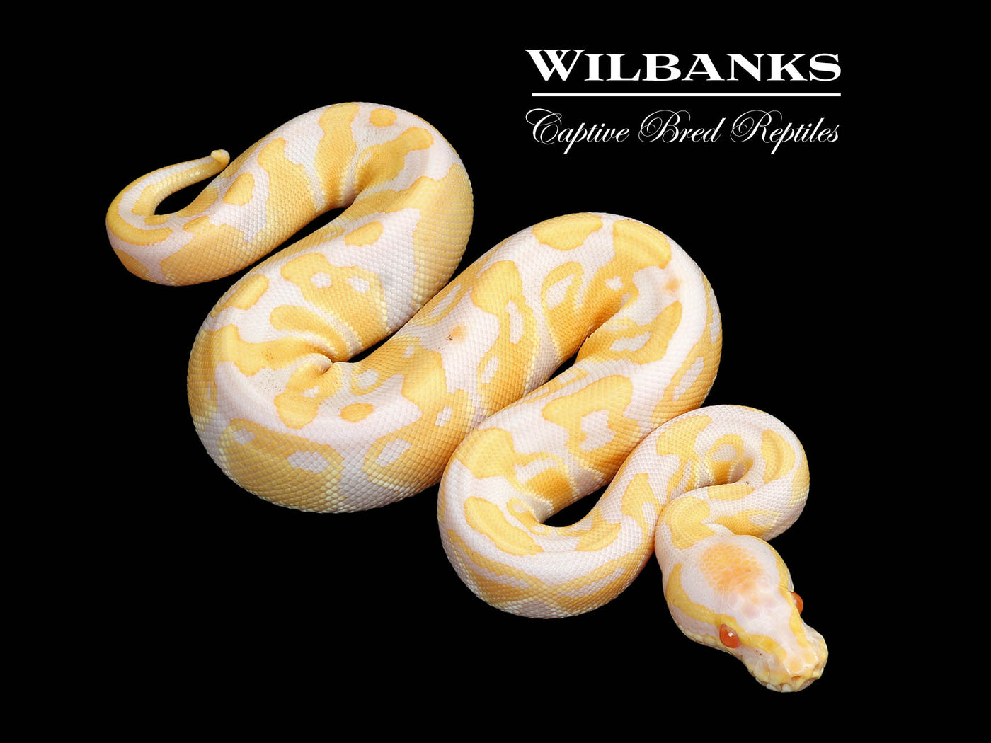 Candino Ball Python ♂ '25