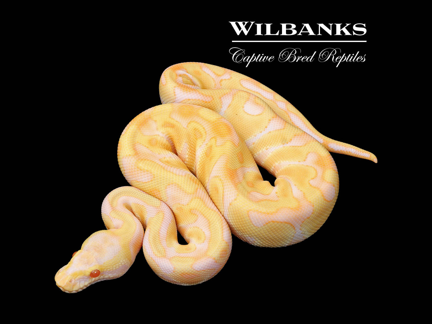Pastel Albino Enchi Ball Python ♂ '25