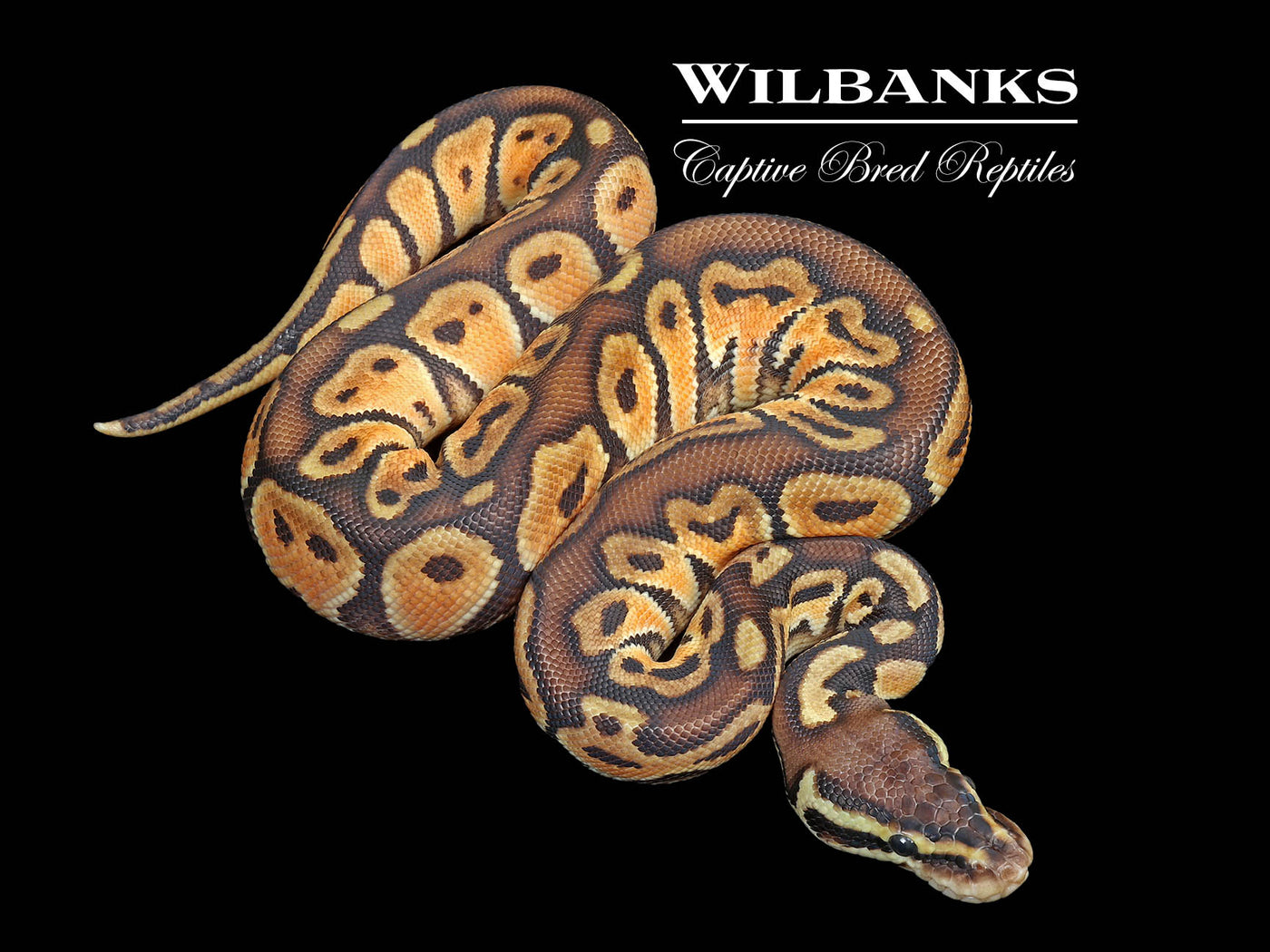 Black Pewter Enchi 100% Het. Albino Ball Python ♂ '25