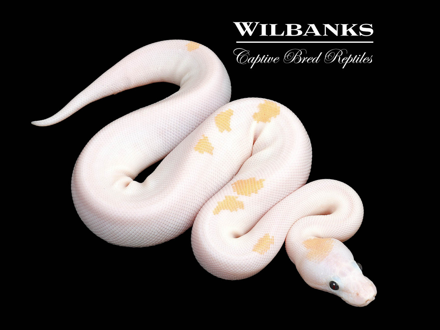Super Fire Ball Python ♀ '25
