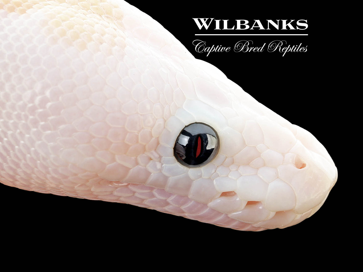 Super Fire Ball Python ♀ '25
