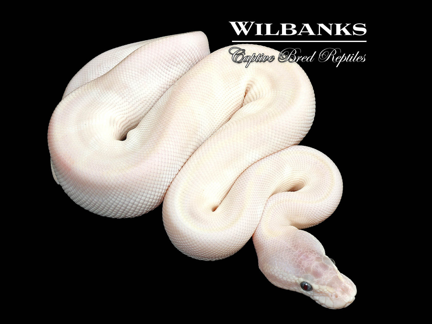 Blue Eyed Leucistic (Super Mojave) Ball Python ♂ '25