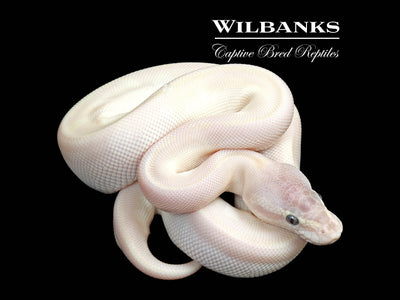 Blue Eyed Leucistic (Super Mojave) Ball Python ♂ '25