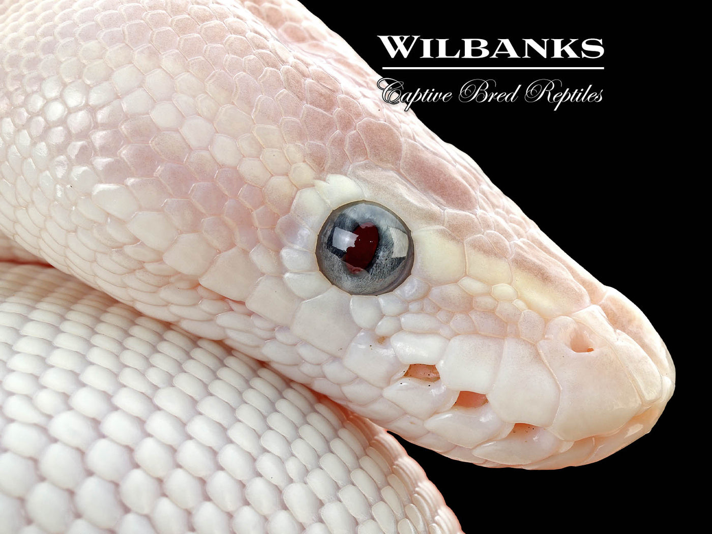 Blue Eyed Leucistic (Super Mojave) Ball Python ♂ '25