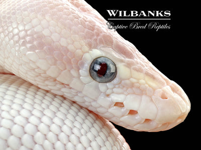 Blue Eyed Leucistic (Super Mojave) Ball Python ♂ '25
