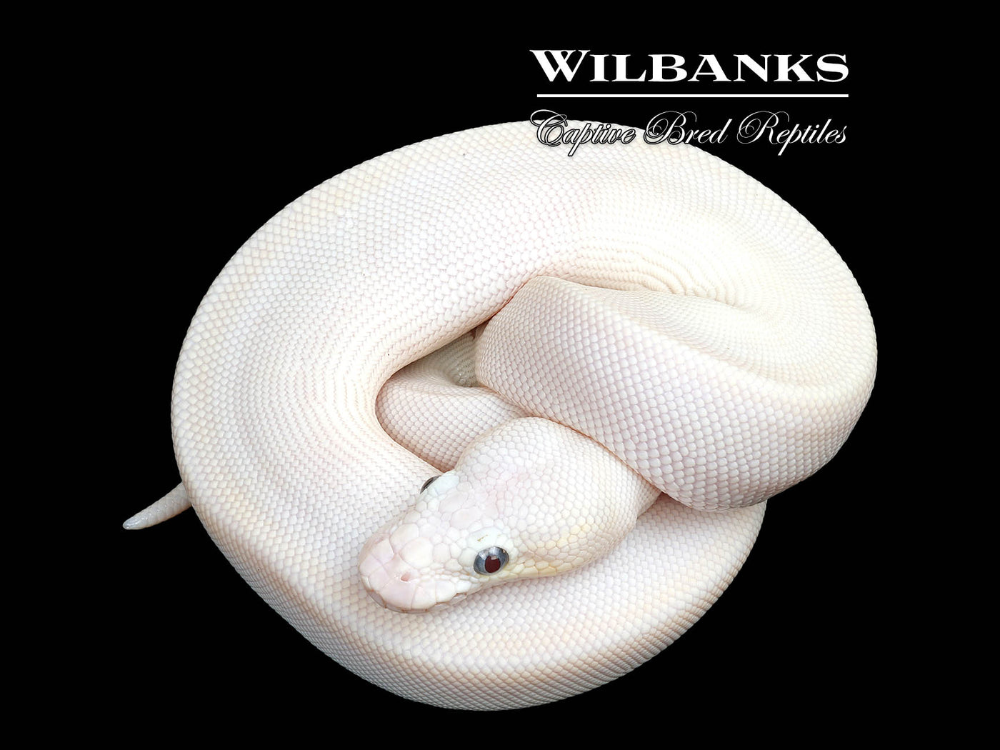Blue Eyed Leucistic (Mojave Butter) Ball Python ♀ '25