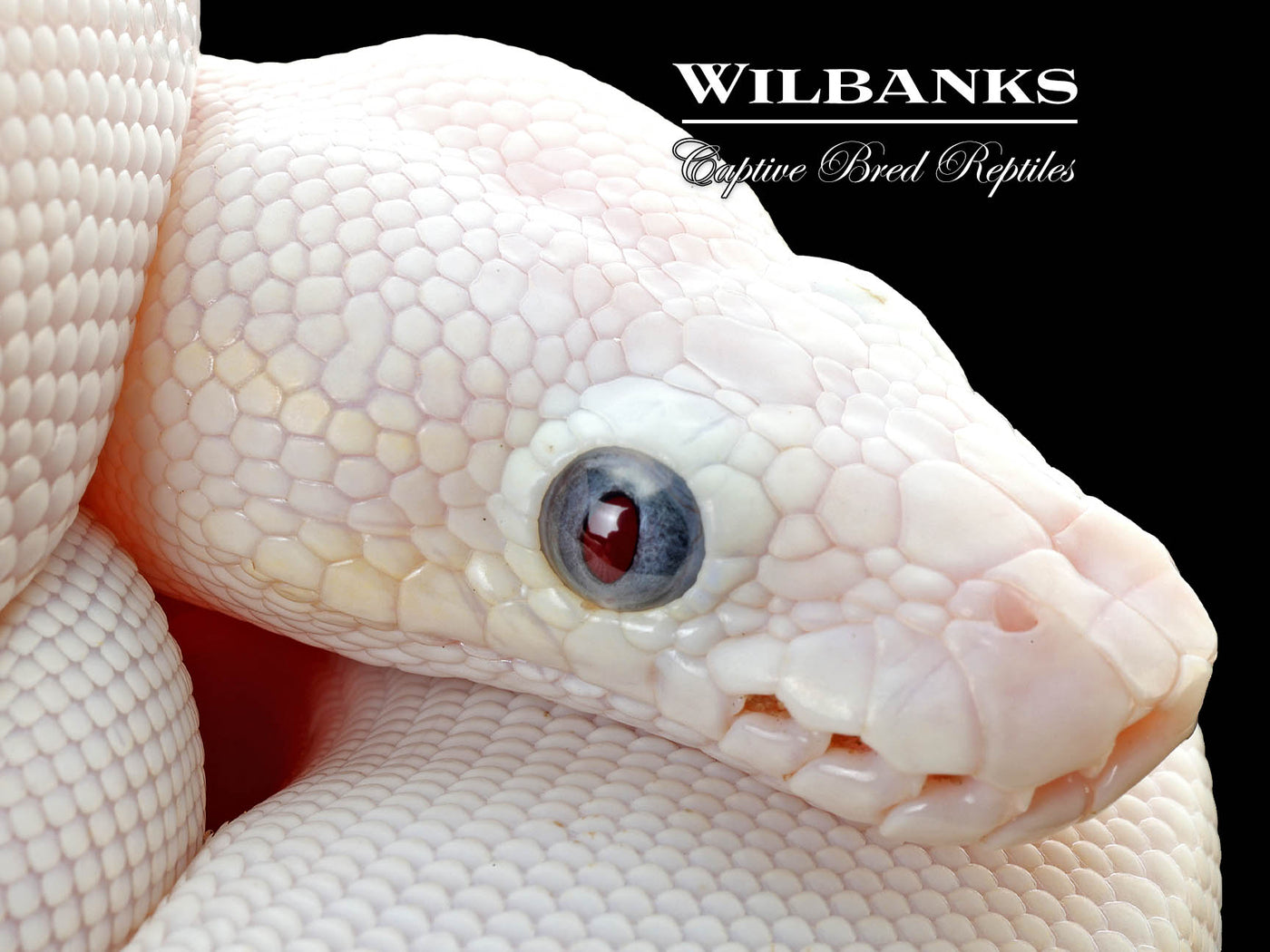Blue Eyed Leucistic (Mojave Butter) Ball Python ♀ '25