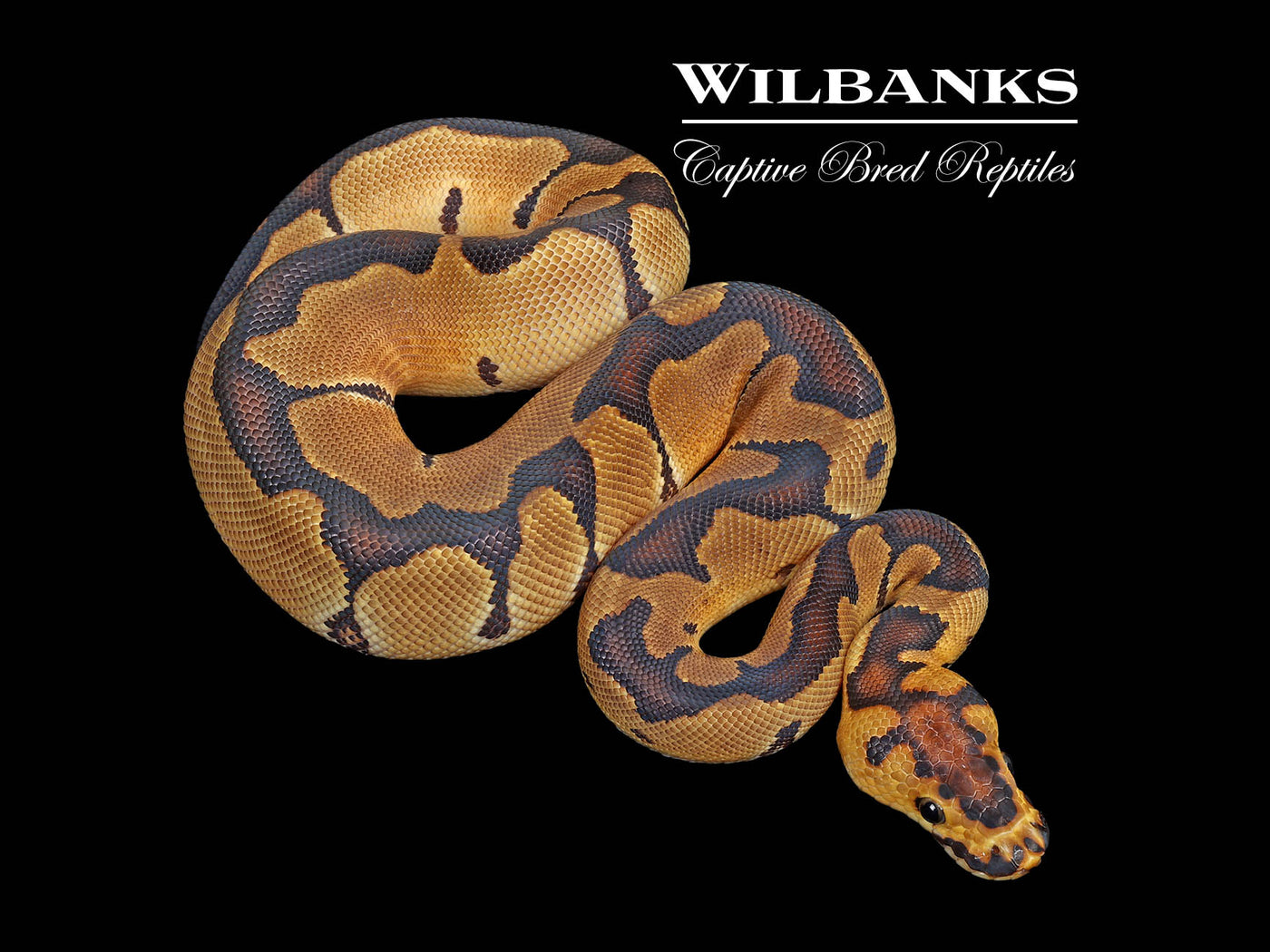 Enchi Clown Ball Python ♂ '25