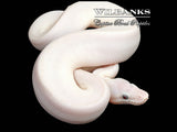 Blue Eyed Leucistic (Mojave Butter) Ball Python ♀ '26