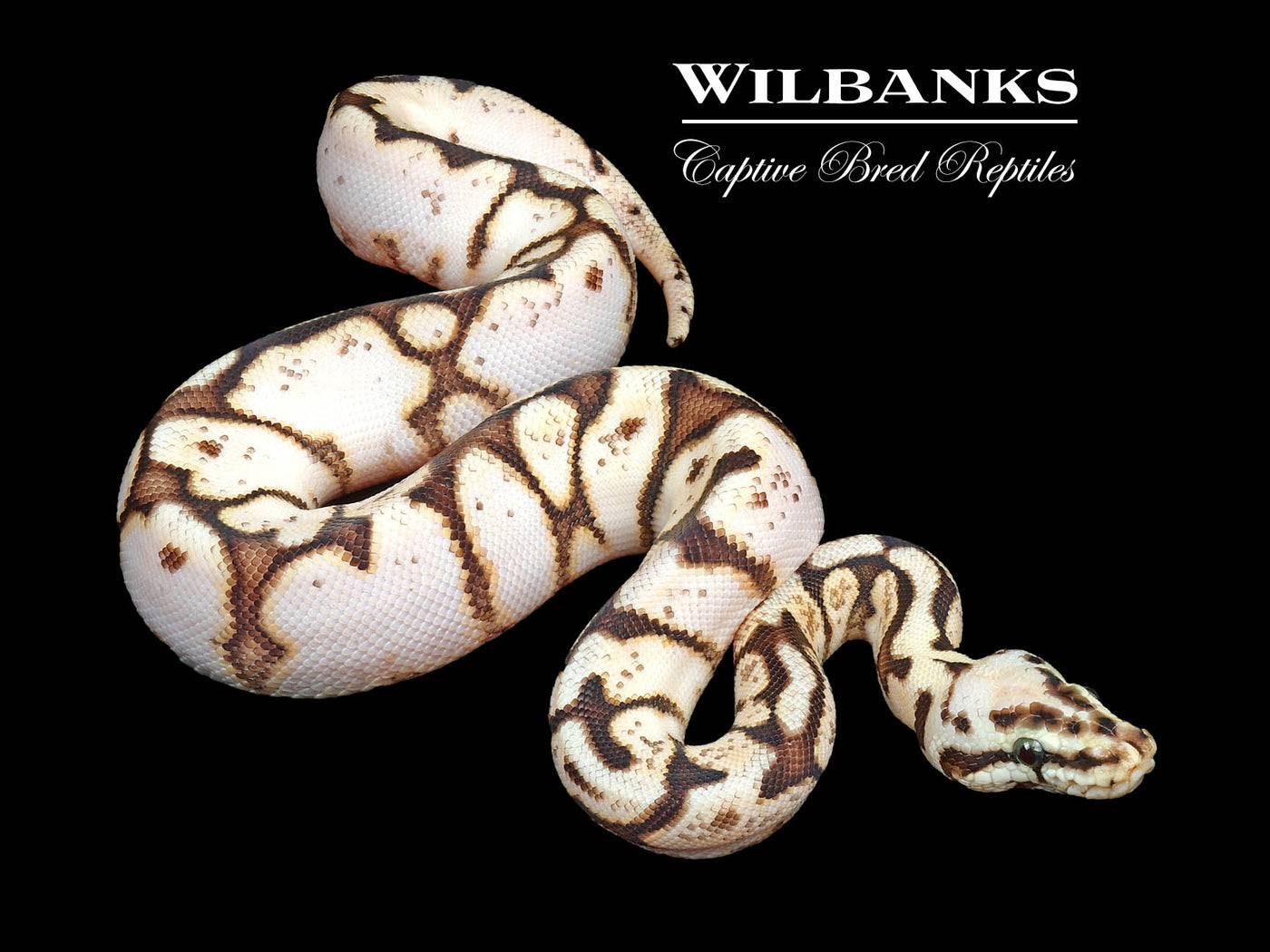 Bumble Bee Ball Python ♀ '24