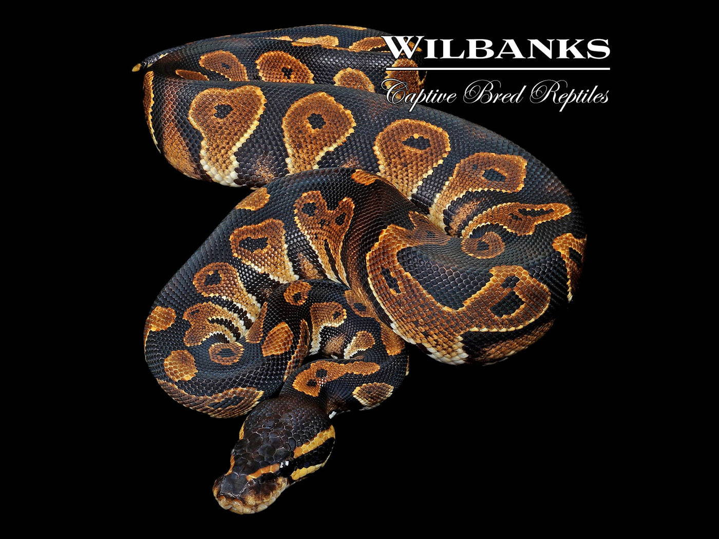 Blackhead Ball Python ♀ '24